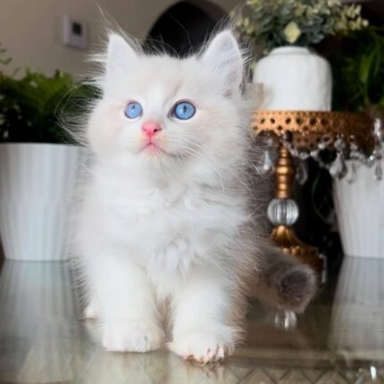 Bella