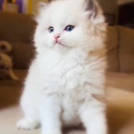 Caspian